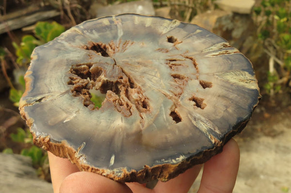 Polished Petrified Wood Slices x 6 From Gokwe, Zimbabwe
