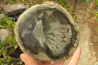 Polished Petrified Wood Slices x 6 From Gokwe, Zimbabwe - Toprock Gemstones and Minerals 