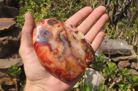 Polished Carnelian Standing Free Forms x 2 From Madagascar - Toprock Gemstones and Minerals 