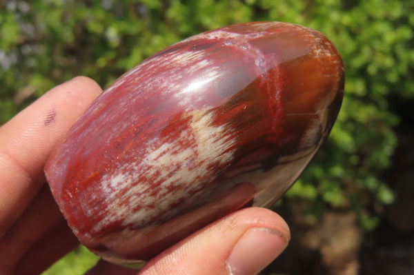 Polished Red Podocarpus Petrified Wood Standing Free Forms x 6 From Madagascar - Toprock Gemstones and Minerals 