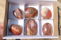 Polished Red Podocarpus Petrified Wood Standing Free Forms x 6 From Madagascar - Toprock Gemstones and Minerals 