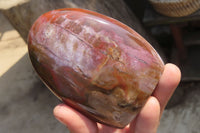 Polished Red Podocarpus Petrified Wood Standing Free Forms x 6 From Madagascar - Toprock Gemstones and Minerals 