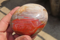Polished Red Podocarpus Petrified Wood Standing Free Forms x 6 From Madagascar - Toprock Gemstones and Minerals 