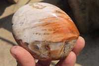 Polished Red Podocarpus Petrified Wood Standing Free Forms x 6 From Madagascar - Toprock Gemstones and Minerals 