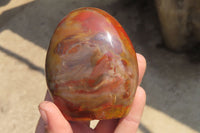 Polished Red Podocarpus Petrified Wood Standing Free Forms x 6 From Madagascar - Toprock Gemstones and Minerals 