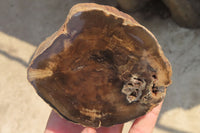 Polished Petrified Wood Branch Pieces x 4 From Gokwe, Zimbabwe - Toprock Gemstones and Minerals 