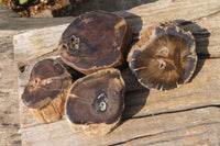 Polished Petrified Wood Branch Pieces x 4 From Gokwe, Zimbabwe - Toprock Gemstones and Minerals 