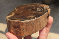 Polished Petrified Wood Branch Pieces x 4 From Gokwe, Zimbabwe - Toprock Gemstones and Minerals 