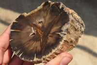 Polished Petrified Wood Branch Pieces x 4 From Gokwe, Zimbabwe - Toprock Gemstones and Minerals 