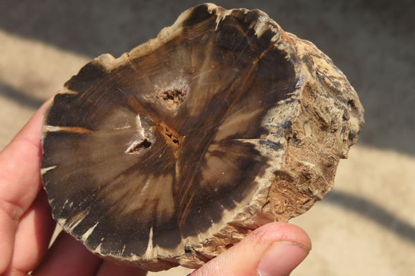 Polished Petrified Wood Branch Pieces x 4 From Gokwe, Zimbabwe - Toprock Gemstones and Minerals 