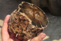 Polished Petrified Wood Branch Pieces x 4 From Gokwe, Zimbabwe - Toprock Gemstones and Minerals 