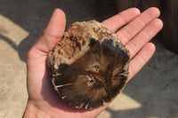 Polished Petrified Wood Branch Pieces x 4 From Gokwe, Zimbabwe - Toprock Gemstones and Minerals 