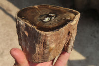 Polished Petrified Wood Branch Pieces x 4 From Gokwe, Zimbabwe - Toprock Gemstones and Minerals 