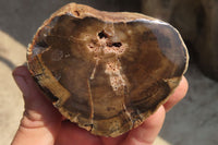 Polished Petrified Wood Branch Pieces x 4 From Gokwe, Zimbabwe - Toprock Gemstones and Minerals 