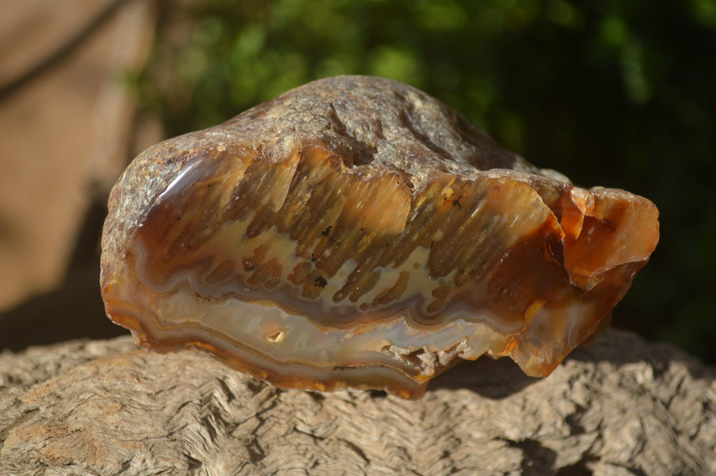 Polished Sashe River Agate Nodules x 4 From Zimbabwe - Toprock Gemstones and Minerals 