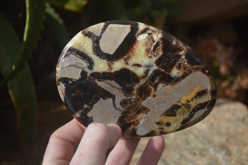 Polished Septerye Slices x 4 Mahajanga, Madagascar - Toprock Gemstones and Minerals 