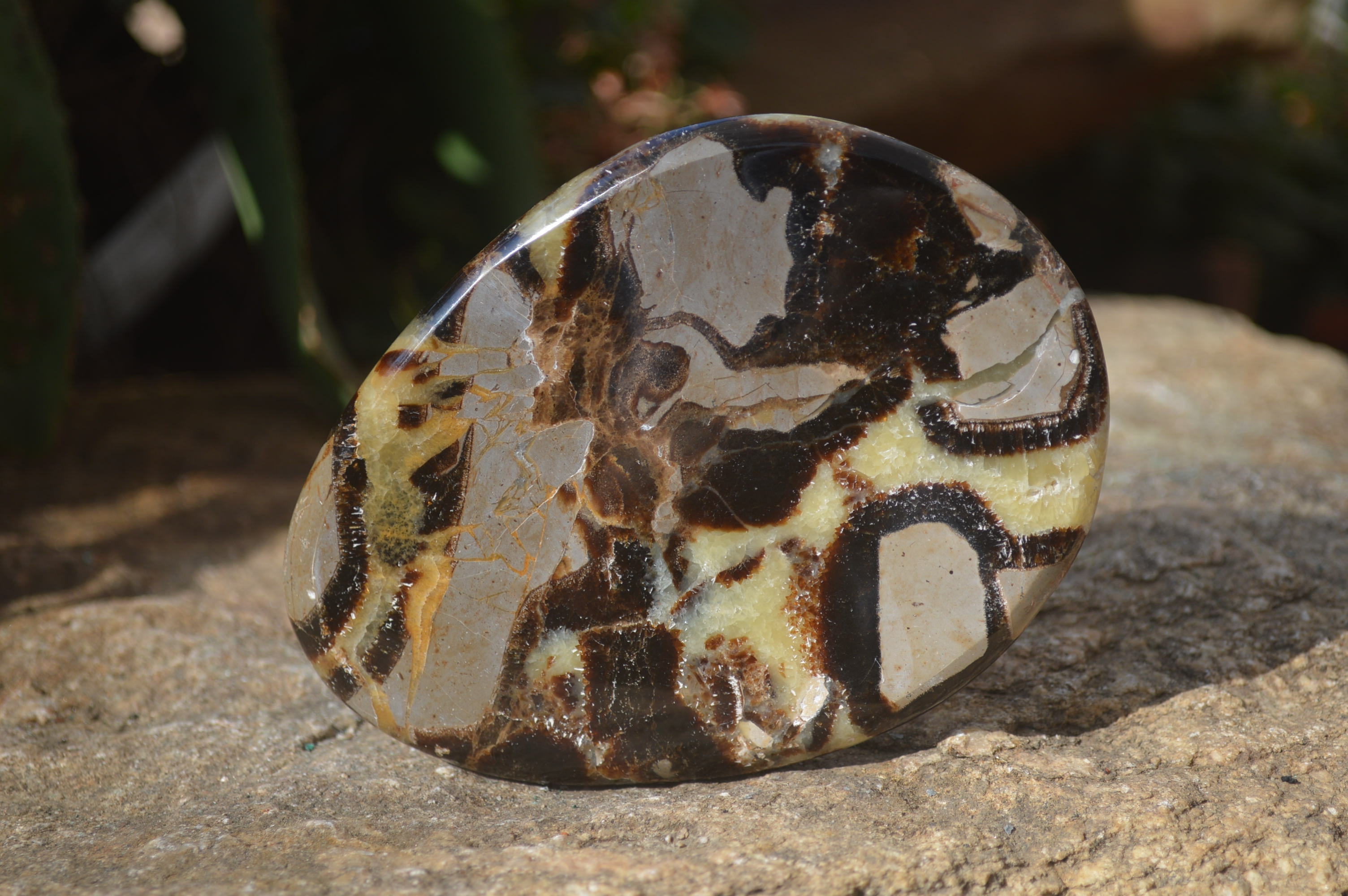 Polished Septerye Slices x 4 Mahajanga, Madagascar - Toprock Gemstones and Minerals 