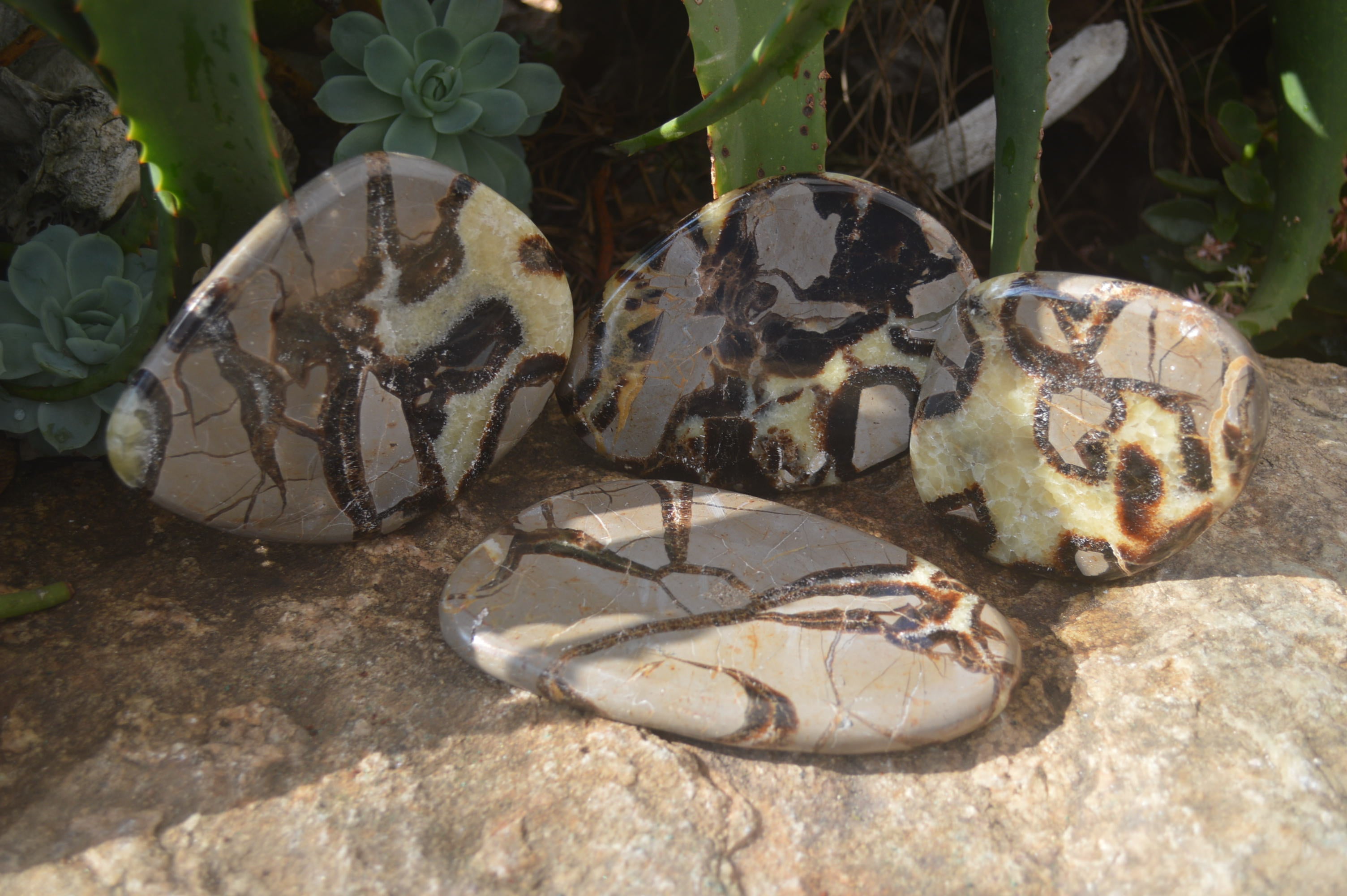 Polished Septerye Slices x 4 Mahajanga, Madagascar - Toprock Gemstones and Minerals 