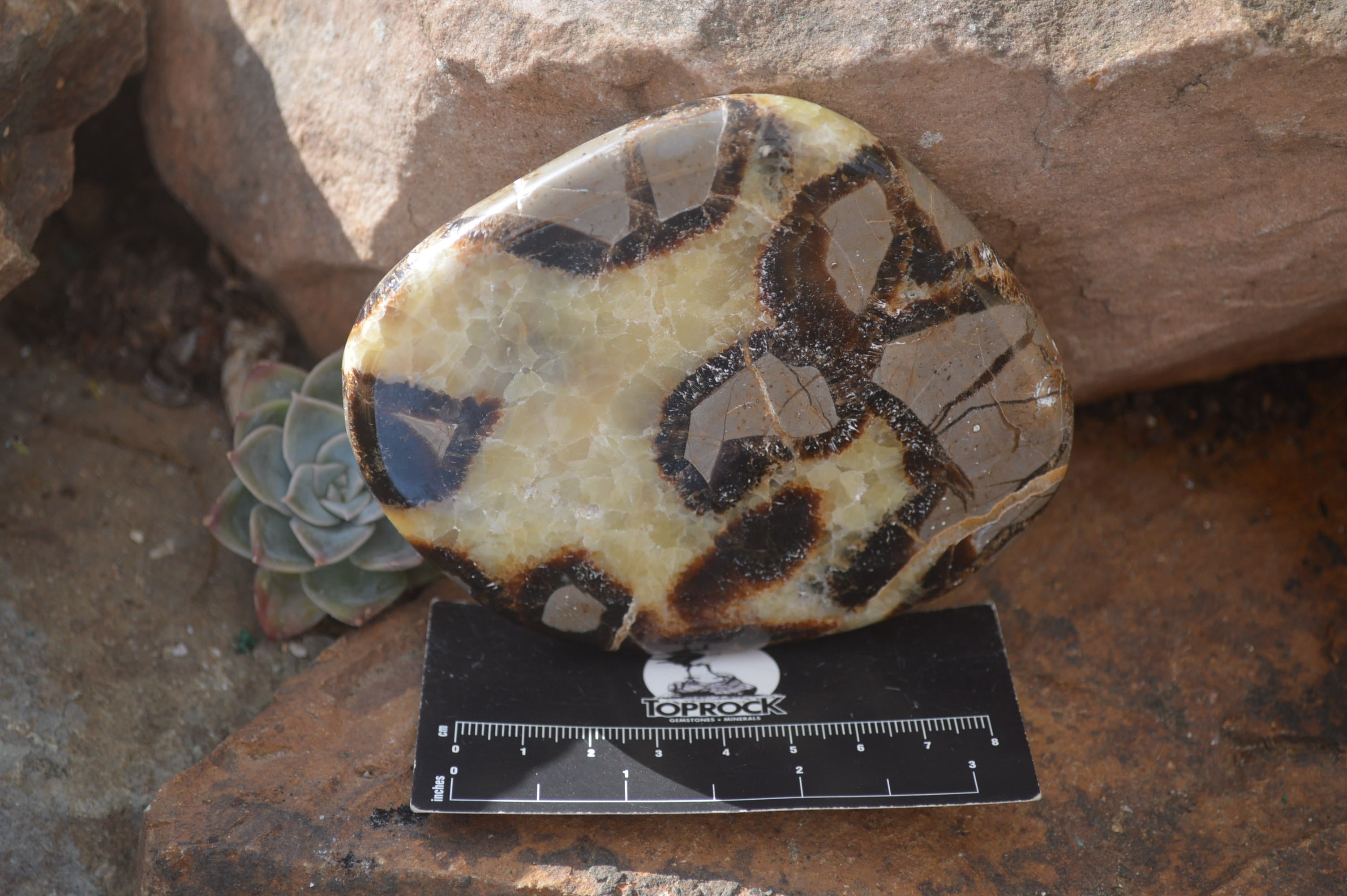 Polished Septerye Slices x 4 Mahajanga, Madagascar - Toprock Gemstones and Minerals 