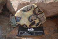 Polished Septerye Slices x 4 Mahajanga, Madagascar