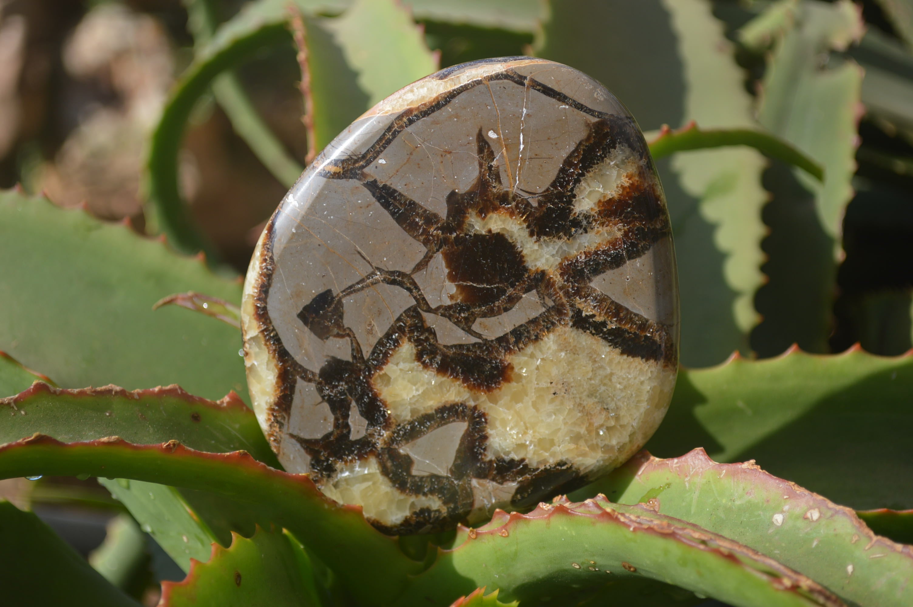 Polished Septerye Slices x 4 Mahajanga, Madagascar - Toprock Gemstones and Minerals 