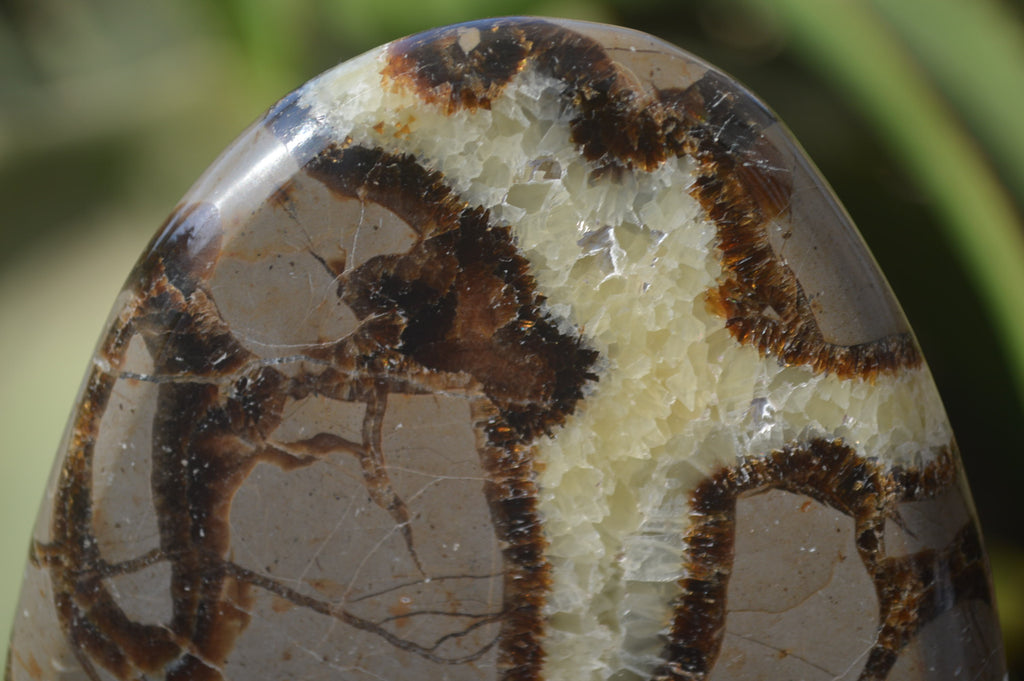 Polished Septerye Slices x 4 Mahajanga, Madagascar - Toprock Gemstones and Minerals 