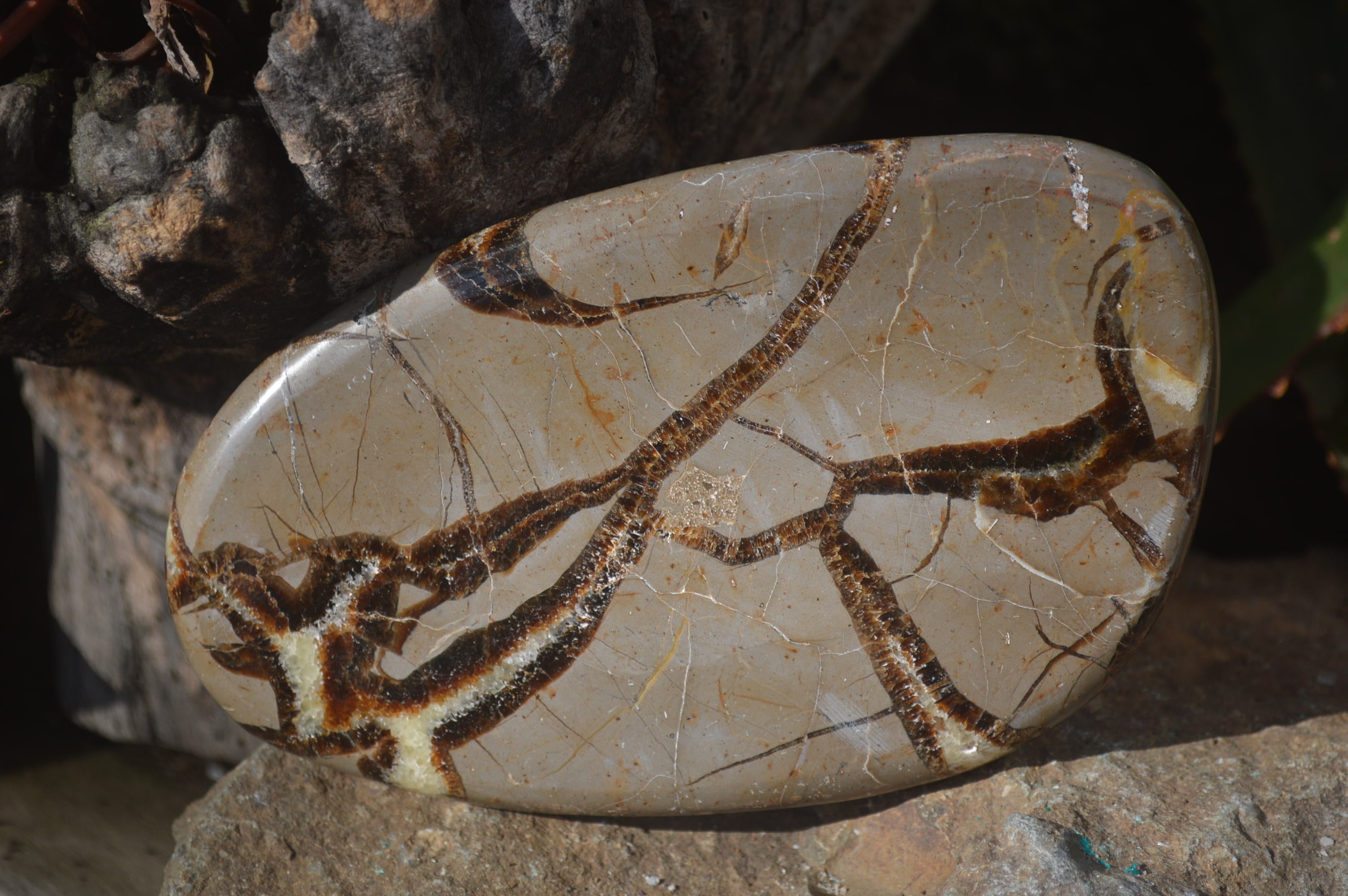 Polished Septerye Slices x 4 Mahajanga, Madagascar - Toprock Gemstones and Minerals 