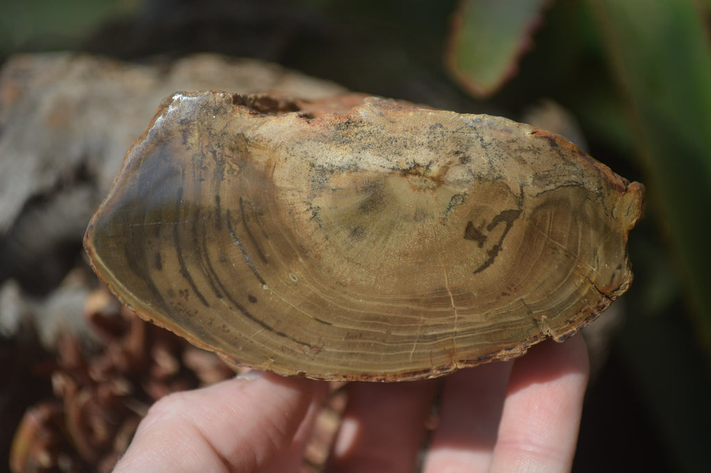 Polished Petrified Wood Branch Pieces x 3 From Gokwe, Zimbabwe - Toprock Gemstones and Minerals 
