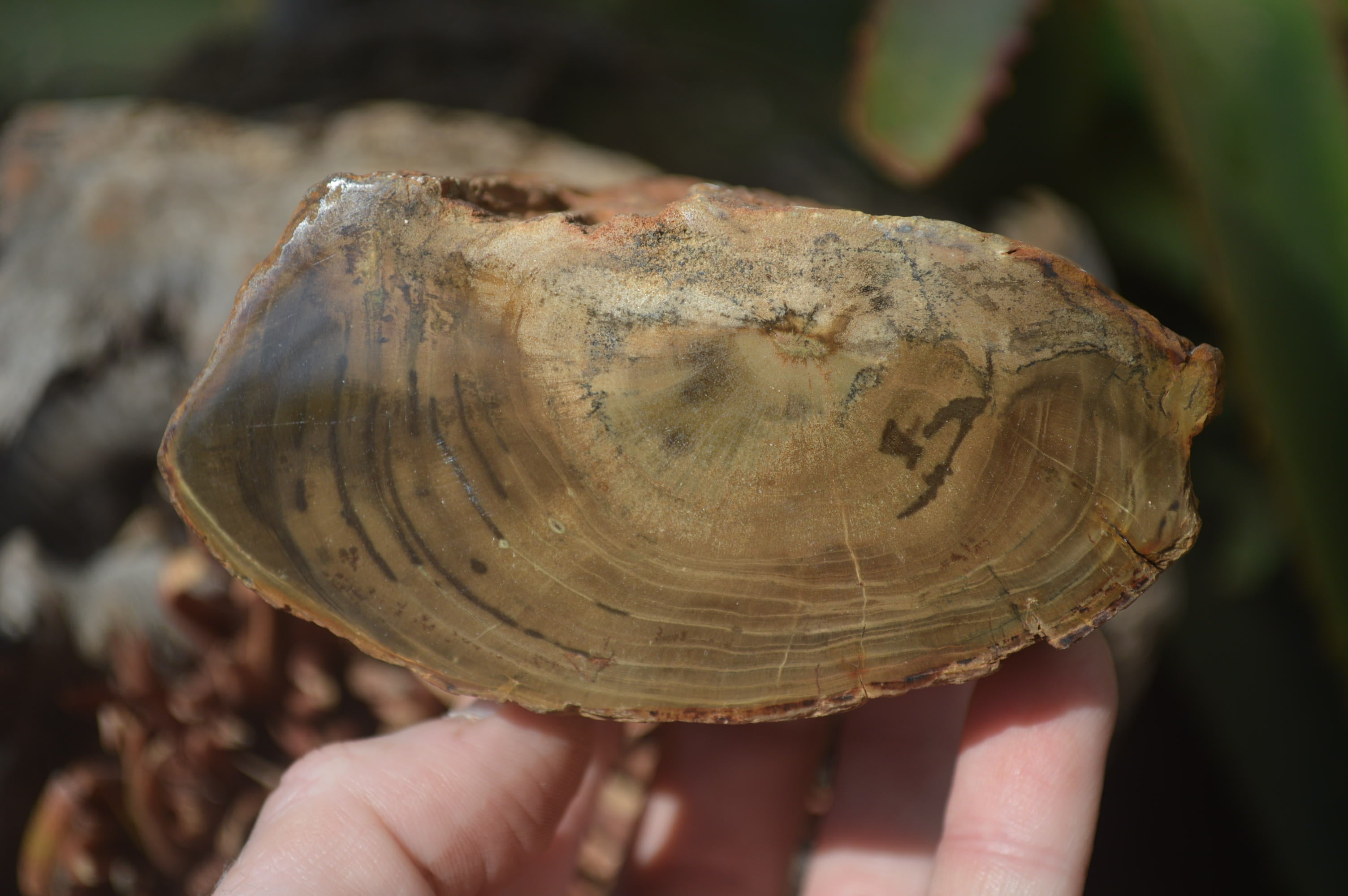 Polished Petrified Wood Branch Pieces x 3 From Gokwe, Zimbabwe - Toprock Gemstones and Minerals 
