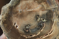 Polished Petrified Wood Branch Pieces x 3 From Gokwe, Zimbabwe - Toprock Gemstones and Minerals 