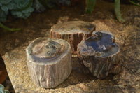 Polished Petrified Wood Branch Pieces x 3 From Gokwe, Zimbabwe - Toprock Gemstones and Minerals 