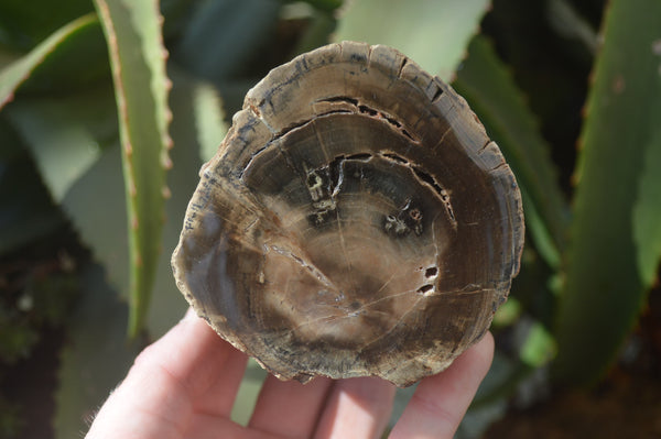 Polished Petrified Wood Branch Pieces x 3 From Gokwe, Zimbabwe - Toprock Gemstones and Minerals 
