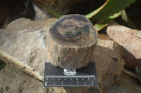 Polished Petrified Wood Branch Pieces x 3 From Gokwe, Zimbabwe - Toprock Gemstones and Minerals 