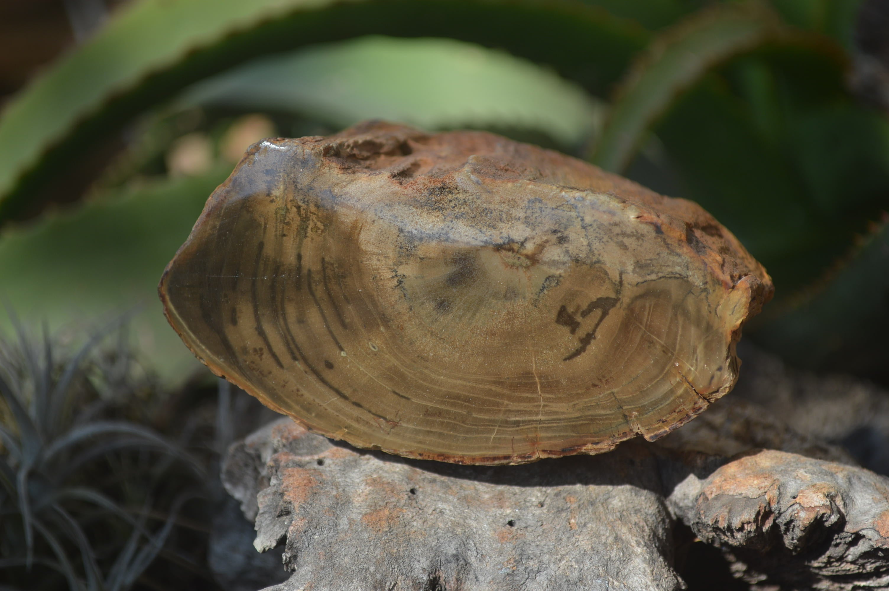 Polished Petrified Wood Branch Pieces x 3 From Gokwe, Zimbabwe - Toprock Gemstones and Minerals 