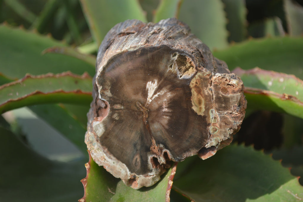 Polished Petrified Wood Branch Pieces x 3 From Gokwe, Zimbabwe - Toprock Gemstones and Minerals 