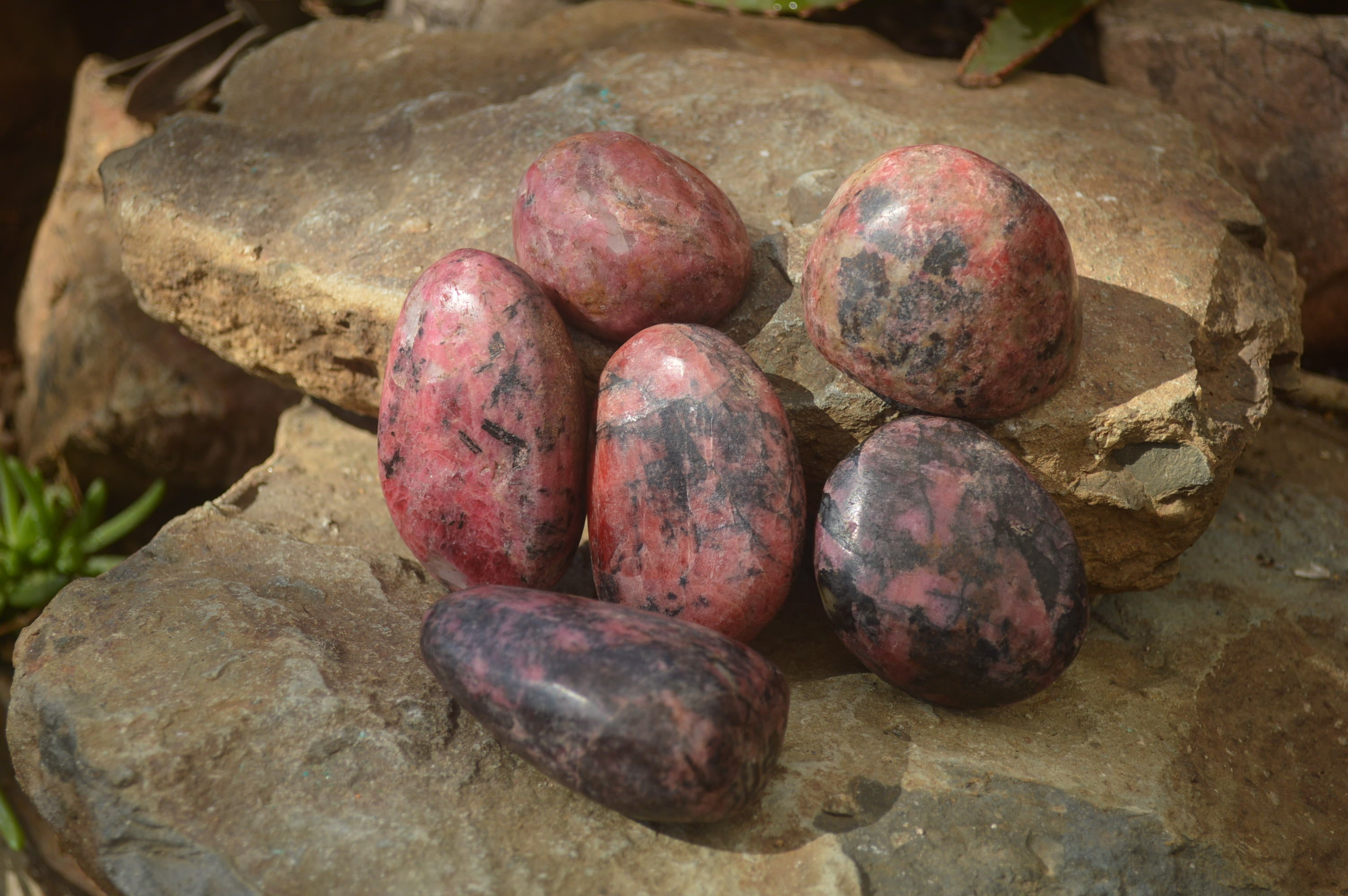 Polished Rhodonite Free Forms x 6 From Zimbabwe - Toprock Gemstones and Minerals 