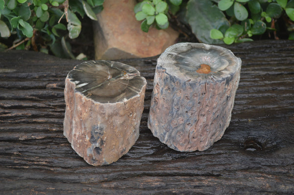 Polished Petrified Wood Branch Pieces x 2 From Gokwe, Zimbabwe - Toprock Gemstones and Minerals 