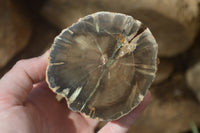 Polished Petrified Wood Branch Pieces x 2 From Gokwe, Zimbabwe - Toprock Gemstones and Minerals 