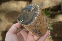 Polished Petrified Wood Branch Pieces x 2 From Gokwe, Zimbabwe - Toprock Gemstones and Minerals 