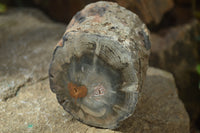 Polished Petrified Wood Branch Pieces x 2 From Gokwe, Zimbabwe - Toprock Gemstones and Minerals 