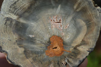 Polished Petrified Wood Branch Pieces x 2 From Gokwe, Zimbabwe - Toprock Gemstones and Minerals 