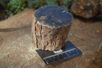 Polished Petrified Wood Branch Pieces x 2 From Gokwe, Zimbabwe - Toprock Gemstones and Minerals 