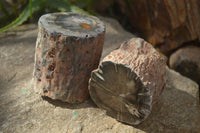 Polished Petrified Wood Branch Pieces x 2 From Gokwe, Zimbabwe - Toprock Gemstones and Minerals 