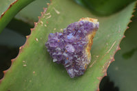 Natural Amethystos Amethyst Plates x 24 From Kwaggafontein, South Africa - Toprock Gemstones and Minerals 