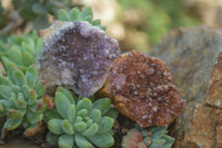 Natural Amethystos Amethyst Plates x 24 From Kwaggafontein, South Africa - Toprock Gemstones and Minerals 