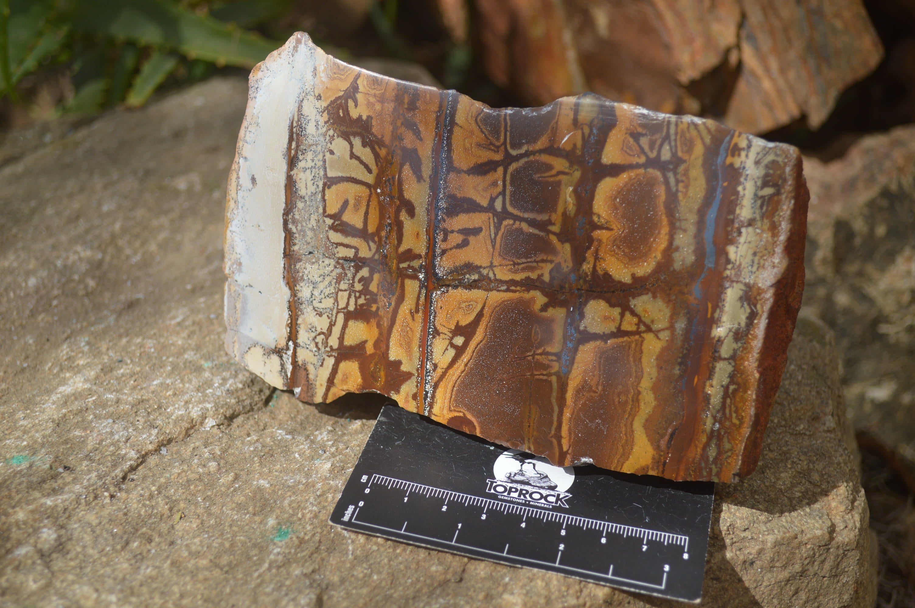 Polished On One Side Nguni Jasper Specimens x 2 From Prieska, South Africa - Toprock Gemstones and Minerals 