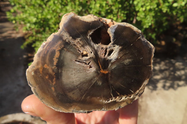 Polished Petrified Wood Branch Pieces x 3 From Gokwe, Zimbabwe - Toprock Gemstones and Minerals 