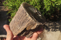 Polished Petrified Wood Branch Pieces x 3 From Gokwe, Zimbabwe - Toprock Gemstones and Minerals 