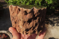Polished Petrified Wood Branch Pieces x 3 From Gokwe, Zimbabwe - Toprock Gemstones and Minerals 