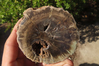 Polished Petrified Wood Branch Pieces x 3 From Gokwe, Zimbabwe - Toprock Gemstones and Minerals 